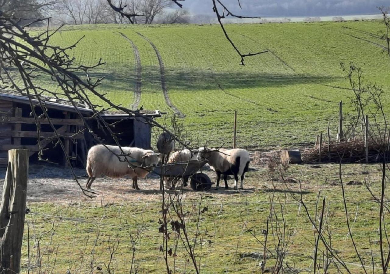 Exklusive Naturoase Direkt Am Ars Natura Wanderweg Mit Panoramablick Auf Melsungen公寓 外观 照片